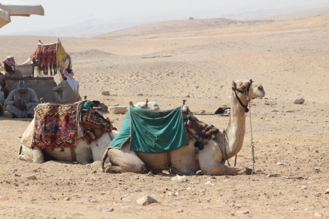 A few camels around the pyramids